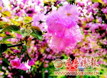 ���̘��@��(n��i)�ęѻ����涷�G��ӛ���u�����z